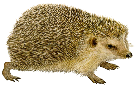 Tiere im Garten