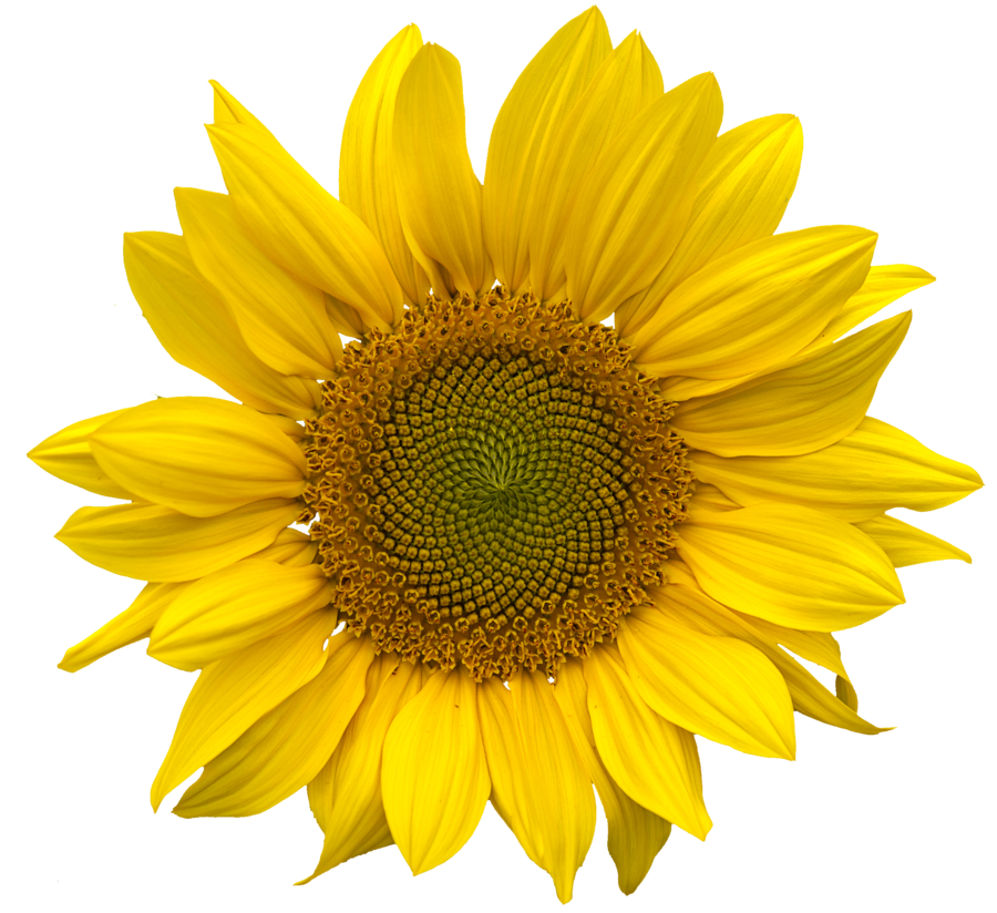 Wildblumen